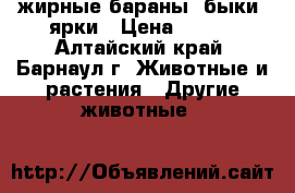 жирные бараны, быки, ярки › Цена ­ 230 - Алтайский край, Барнаул г. Животные и растения » Другие животные   